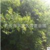 基地苗木叢竹景觀綠化園林別墅植物工程用苗價(jià)格優(yōu)惠別墅綠化批發(fā)