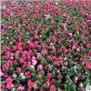 廠家苗木供應(yīng)西洋杜 比利什杜鵑綠化鮮花園林植物 園藝裝修西洋鵑