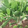 仙人掌批發正宗墨西哥米邦塔 可食用仙人掌 種植