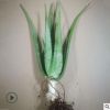 4年2斤蘆薈批發 盆栽蘆薈苗 美國庫拉索蘆薈苗 美容 食用 蘆薈