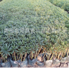 基地批發(fā)鳶尾 水生植物鳶尾 德國鳶尾 量大從優(yōu)