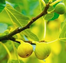 無花果：樹上結(jié)的糖包子