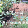 正宗新品種091無籽無核沃柑苗沃柑樹苗果苗嫁接盆栽南北種植果樹