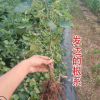 甜蜜藍(lán)寶石葡萄樹(shù)陽(yáng)光玫瑰葡萄樹(shù)南北庭院種植爬藤大葡萄嫁接果樹(shù)