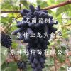 甜蜜藍(lán)寶石葡萄樹(shù)苗陽(yáng)光玫瑰葡萄樹(shù)苗南北種植爬藤葡萄嫁接果樹(shù)苗