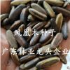 鳳凰木種子金鳳花紅花楹種子樹(shù)火樹(shù)洋楹風(fēng)景樹(shù)綠化苗木種籽四季播