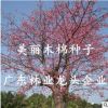 大腹木棉種子美麗異木棉種子喬木種子南方行道樹(shù)綠化苗木棉花種籽
