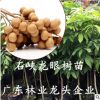 龍眼樹(shù)苗石峽儲(chǔ)良四季龍眼苗紅皮龍眼果苗桂圓龍眼苗四季盆栽地栽