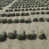 常年供應(yīng)馬尼拉草坪、臺(tái)灣二號(hào)、百慕大、混播草坪