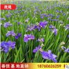 基地直銷自產(chǎn)自銷鳶尾 水生植物 優(yōu)雅紫鳶尾觀賞植物水生鳶尾植物