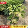 基地直銷鴨腳木 鵝掌柴 發(fā)財木四季常青室內(nèi)小盆栽花卉盆景植物
