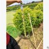 基地直銷黃金葉 黃金葉球 園林綠化庭院園林植物景觀綠化工程供應(yīng)