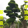 25公分小葉榕 35公分小葉榕 45公分小葉榕 55公分小葉榕價格