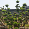 大量供應(yīng)小葉赤楠 造型樹 盆景、高檔名貴樹木、盆景樹、精品盆景