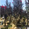 福建紫薇樁頭批發(fā) 紫薇老樁 山東紫薇盆景 紫薇古樁 紫薇樹樁價格
