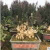 福建紫薇盆景種植 福建紫薇樁景批發(fā) 福建野生紫薇老樁報價供應(yīng)