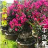福建紫薇樹樁種植 福建紫薇樁景基地 福建紫薇樁頭古樁老樁批發