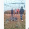 藍莓樹北方品種介紹適合大棚種植的藍莓樹直銷北方藍莓樹品種