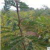 皂角樹全國供應量大優惠皂角樹可南北方種植易管理易成活皂角樹