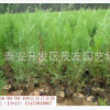 特優綠花苗品種 大型綠花苗基地 綠化苗木 荒山綠化苗木.