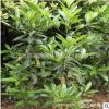法國冬青苗批發 籬笆圍墻工程綠化苗木法國冬青樹苗 珊瑚樹