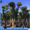 香樟樹苗批發工程綠化樟樹苗色塊綠籬行道點綴四季常青香樟樹直銷