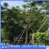 批發骨架鳳凰木樹苗12公分園林景觀工程規格整齊風景樹種類