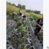 紅葉石楠小毛球      小籠子    紅葉石楠大杯苗