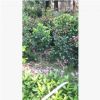 批發(fā)四川優(yōu)質(zhì)苗木 海量茶花出售 茶花球 茶花籠子 茶花苗