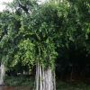 造型小葉榕叢林小葉榕別墅行道樹景觀用樁頭小葉榕 漳州產(chǎn)地直銷
