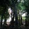 造型精品小葉榕 盆栽盆景細(xì)葉榕 庭院觀賞榕樹 漳洲產(chǎn)地直銷