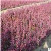 基地直銷紫葉小檗規格齊全品種多工程量大從優別墅景觀