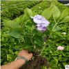 基地直銷無盡夏八仙花繡球花盆栽規格齊全別墅景觀量大從優