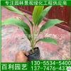夢幻朱蕉懷苗 朱蕉袋苗 夢幻朱蕉報價 自家苗圃出售