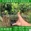 苗木基地 野牡丹 野牡丹盆苗 福建野牡丹批發 價格優惠