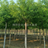 金葉白蠟基地，批發(fā)價(jià)，金葉白蠟直銷，金葉白蠟圖片