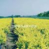 保定地接金葉榆批發(fā)價(jià)，地接金葉榆圖片，價(jià)格優(yōu)惠