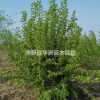 叢生暴馬丁香基地，批發(fā)價(jià)，質(zhì)高價(jià)優(yōu)