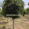 河北龍爪槐供應(yīng)商，龍爪槐價(jià)格*低，龍爪槐種植基地