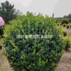 衛(wèi)矛球種植基地，衛(wèi)矛球廠家，批發(fā)價(jià)