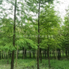 3一12公分落羽杉基地/落羽杉價格/落羽杉圖片/產(chǎn)地行情