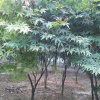 供應1一12公分紅楓基地/紅楓價格/紅楓圖片/紅楓產(chǎn)地/行情