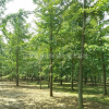 供應1一40公分直生、嫁接銀杏基地/價格/圖片/產(chǎn)地/行情