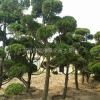 基地供應各種龍柏造形樹基地/價格/產(chǎn)地/圖片行情1——5米高