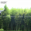 毛竹價格_毛竹圖片_毛竹產地_毛竹基地