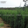 塔檜價格_塔檜圖片_塔檜產地_塔檜綠化苗木苗圃基地