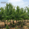 石榴價格_石榴圖片_石榴產地_石榴綠化苗木苗圃基地
