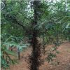 基地直銷優質皂角樹苗當年生小苗0.5公分以上皂角樹苗量大優惠