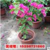 批發三角梅盆栽花苗 珍品重瓣三角梅盆栽 爬藤攀援花卉綠植