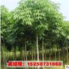 直銷工程苗供應七葉樹樹七葉樹小苗 規格齊全 園林綠化觀葉植物